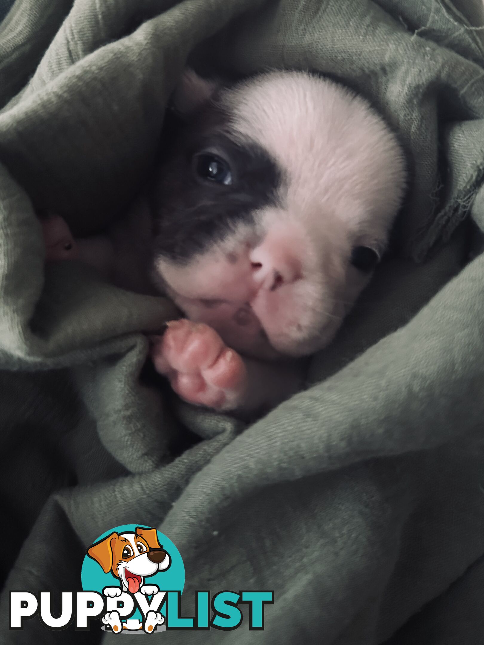 French Bulldog Puppies