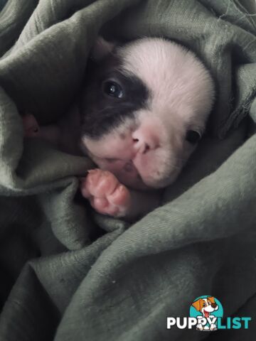 French Bulldog Puppies