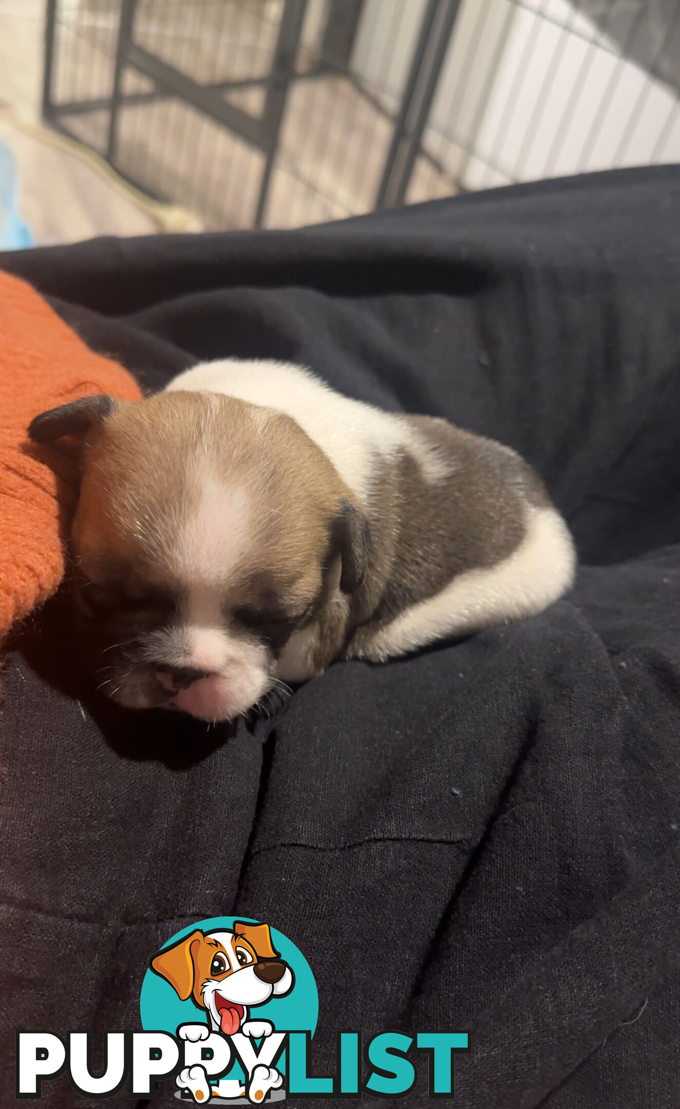 French Bulldog Puppies