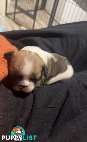 French Bulldog Puppies