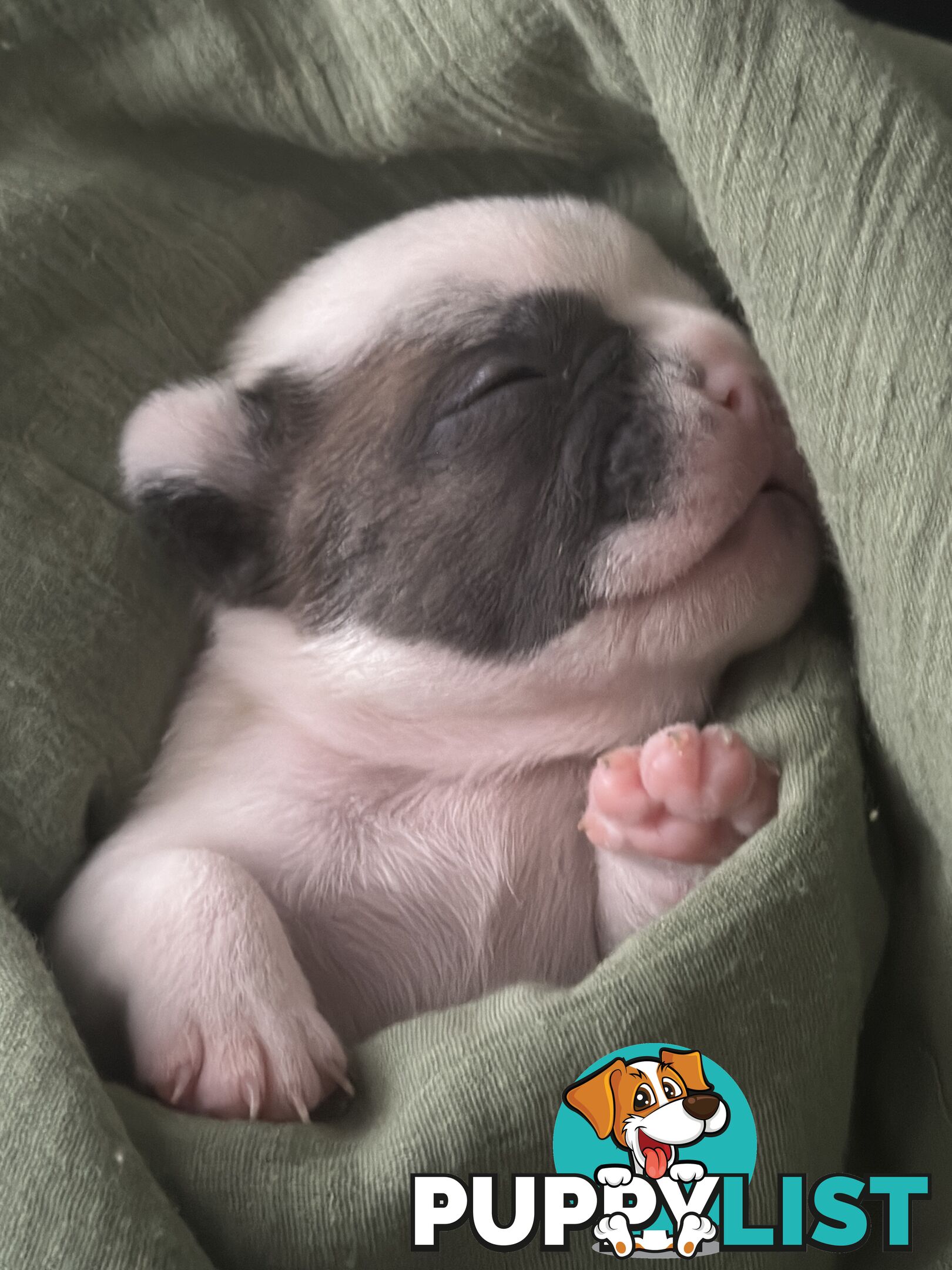 French Bulldog Puppies