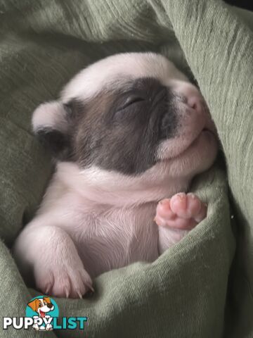 French Bulldog Puppies