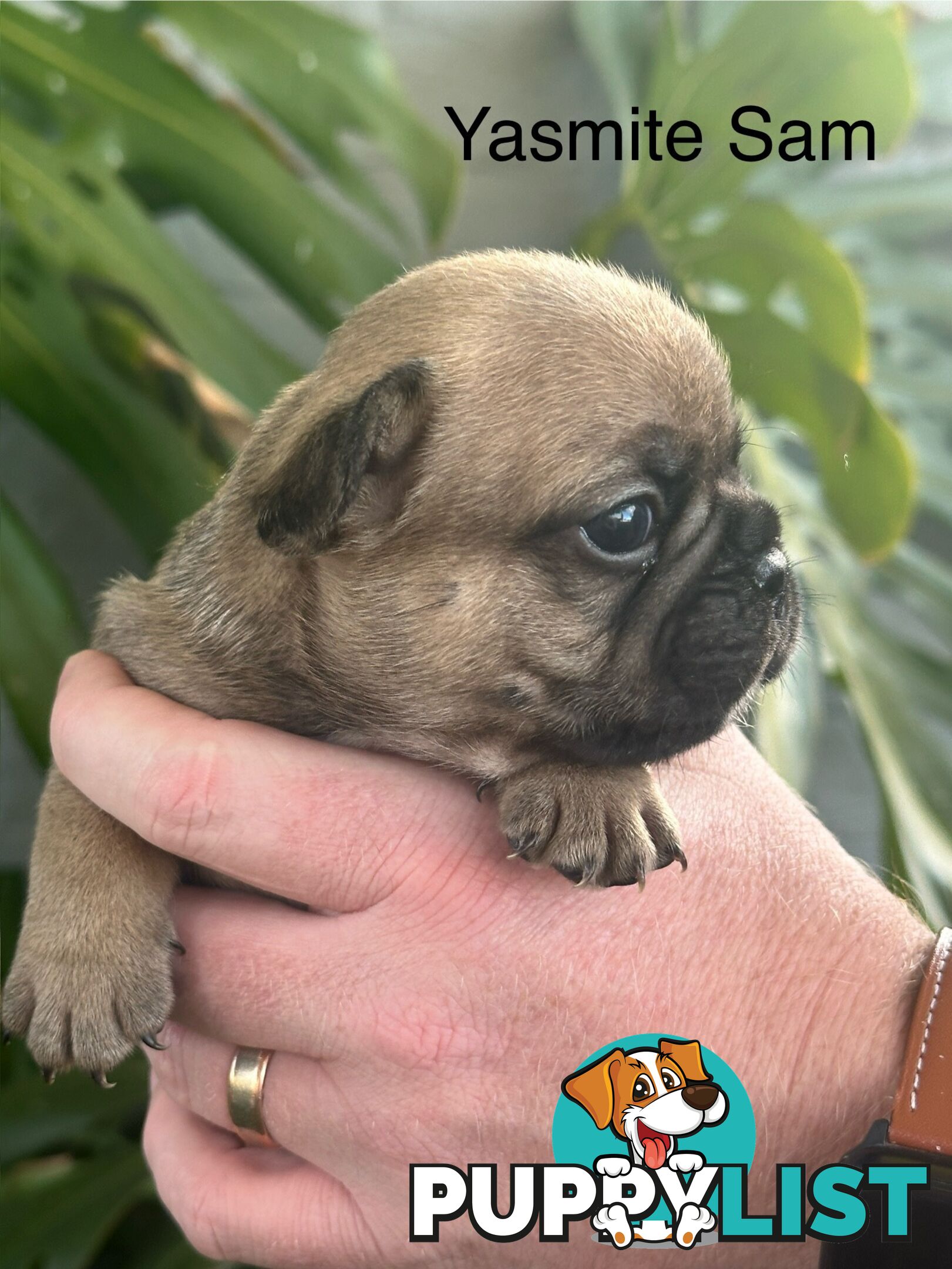 French Bulldog Puppies