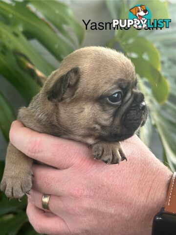 French Bulldog Puppies