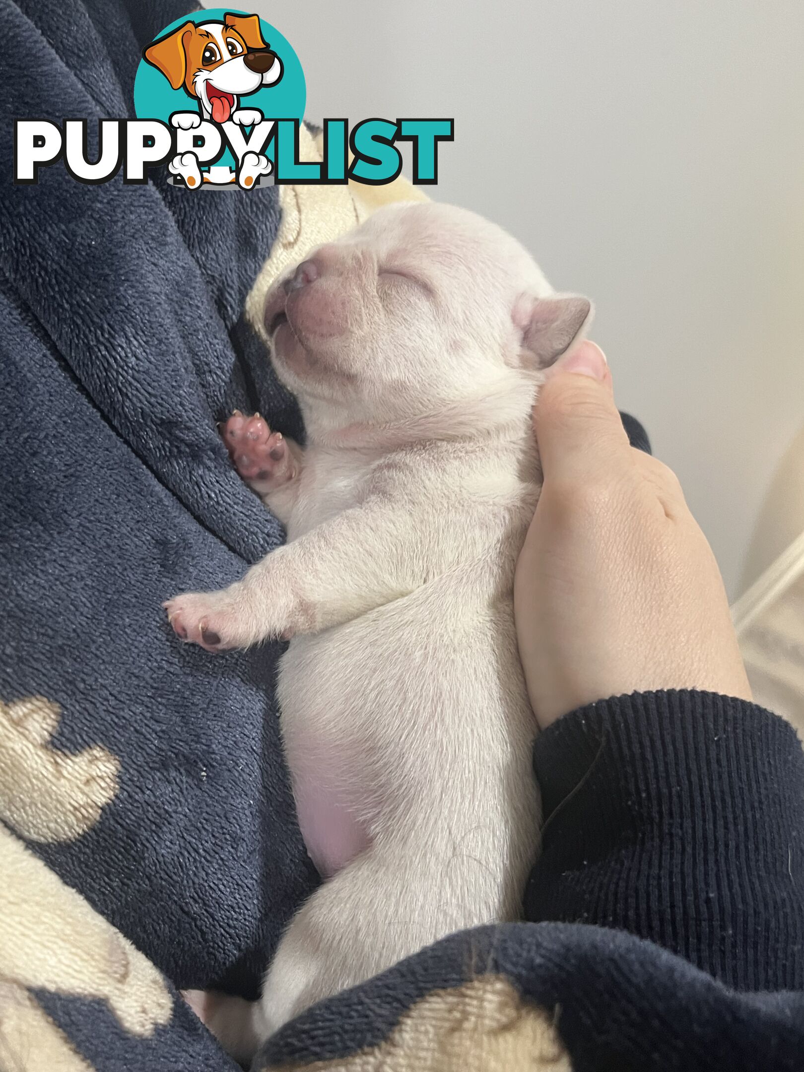 French Bulldog Puppies
