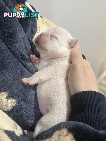 French Bulldog Puppies