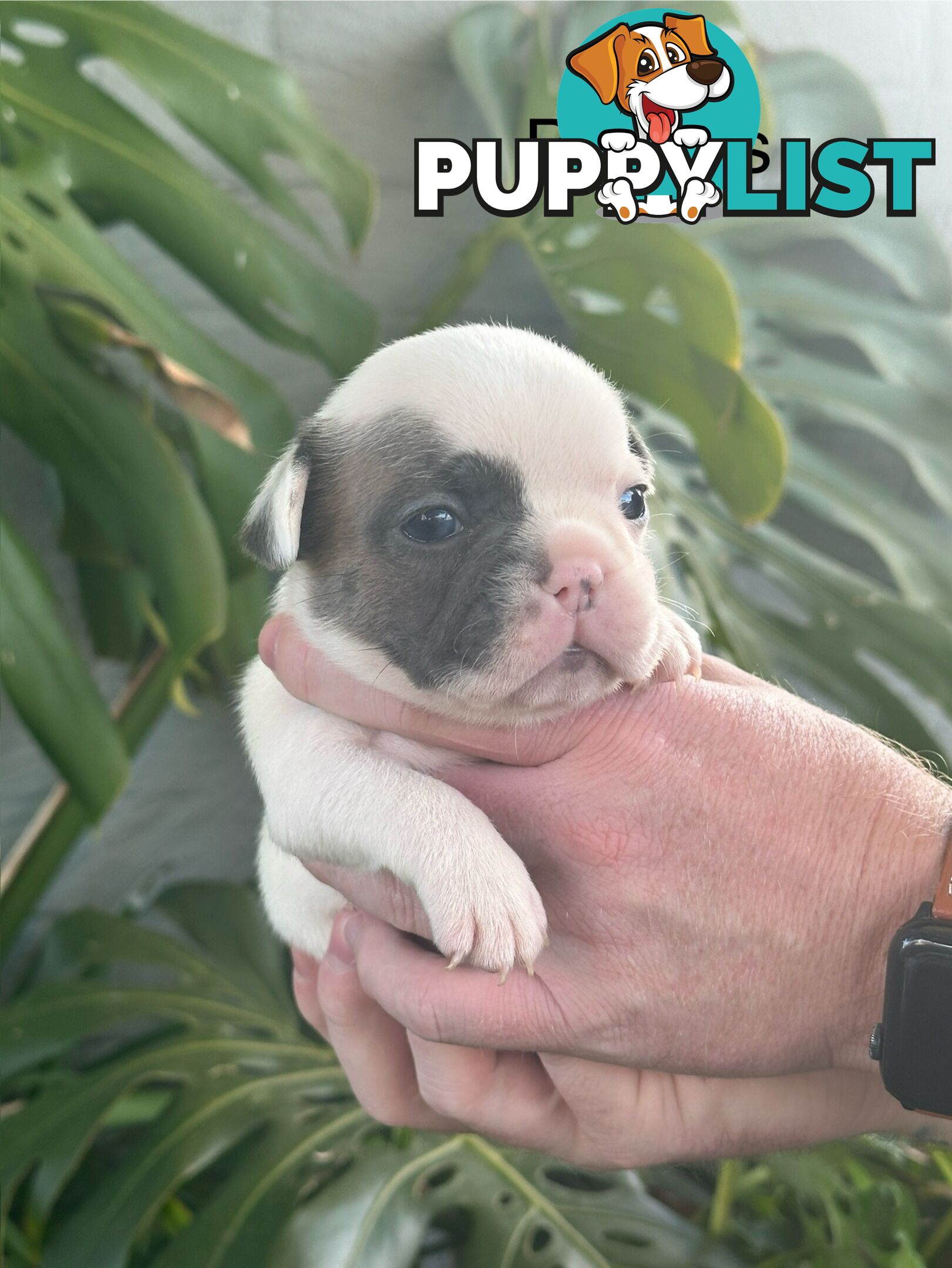 French Bulldog Puppies