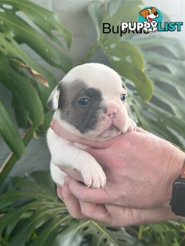French Bulldog Puppies
