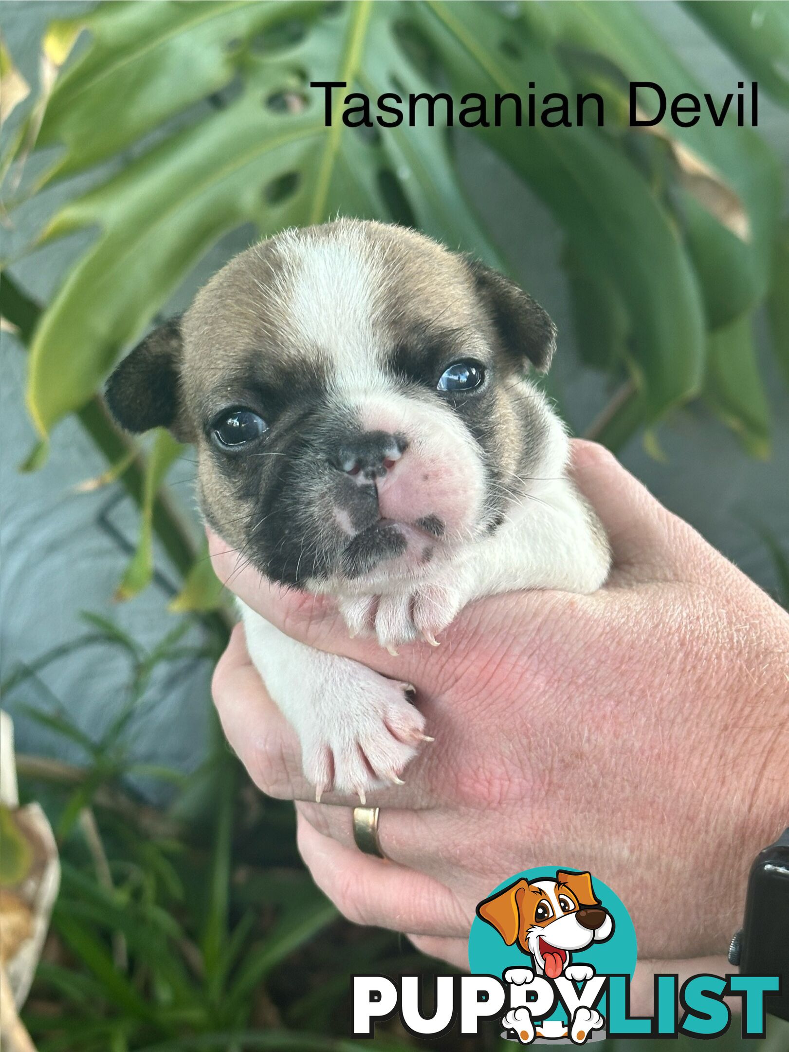 French Bulldog Puppies