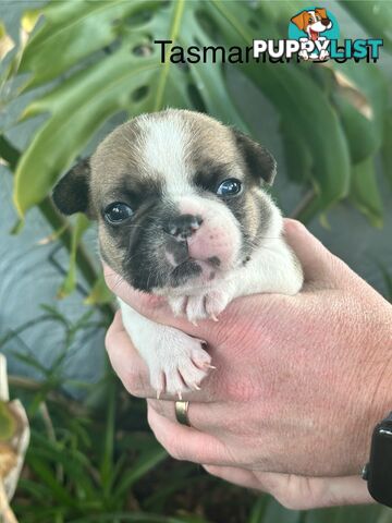 French Bulldog Puppies