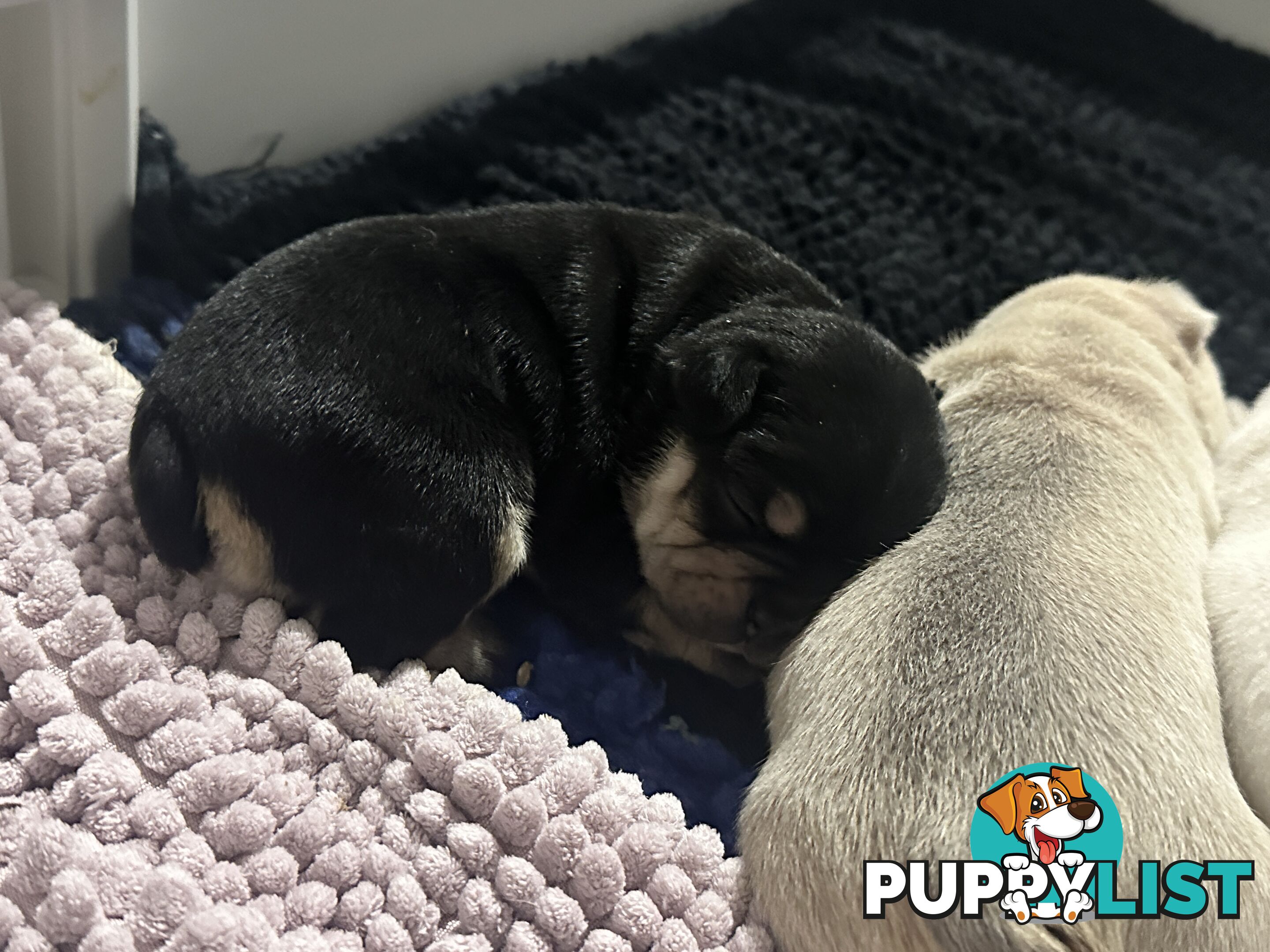 French Bulldog Puppies