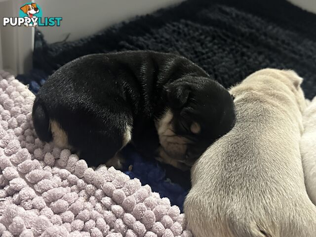French Bulldog Puppies