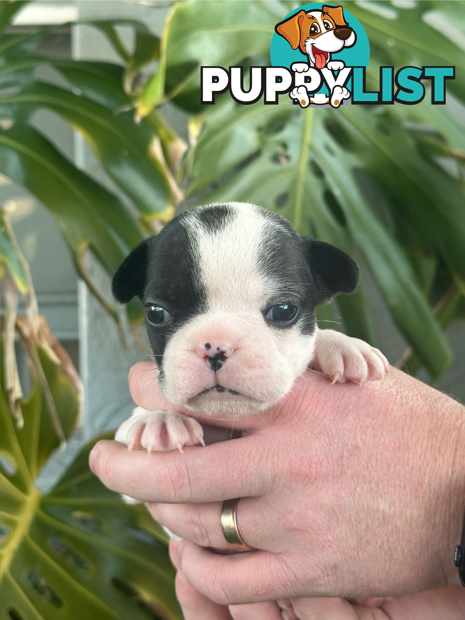 French Bulldog Puppies