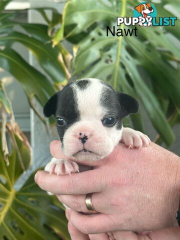 French Bulldog Puppies