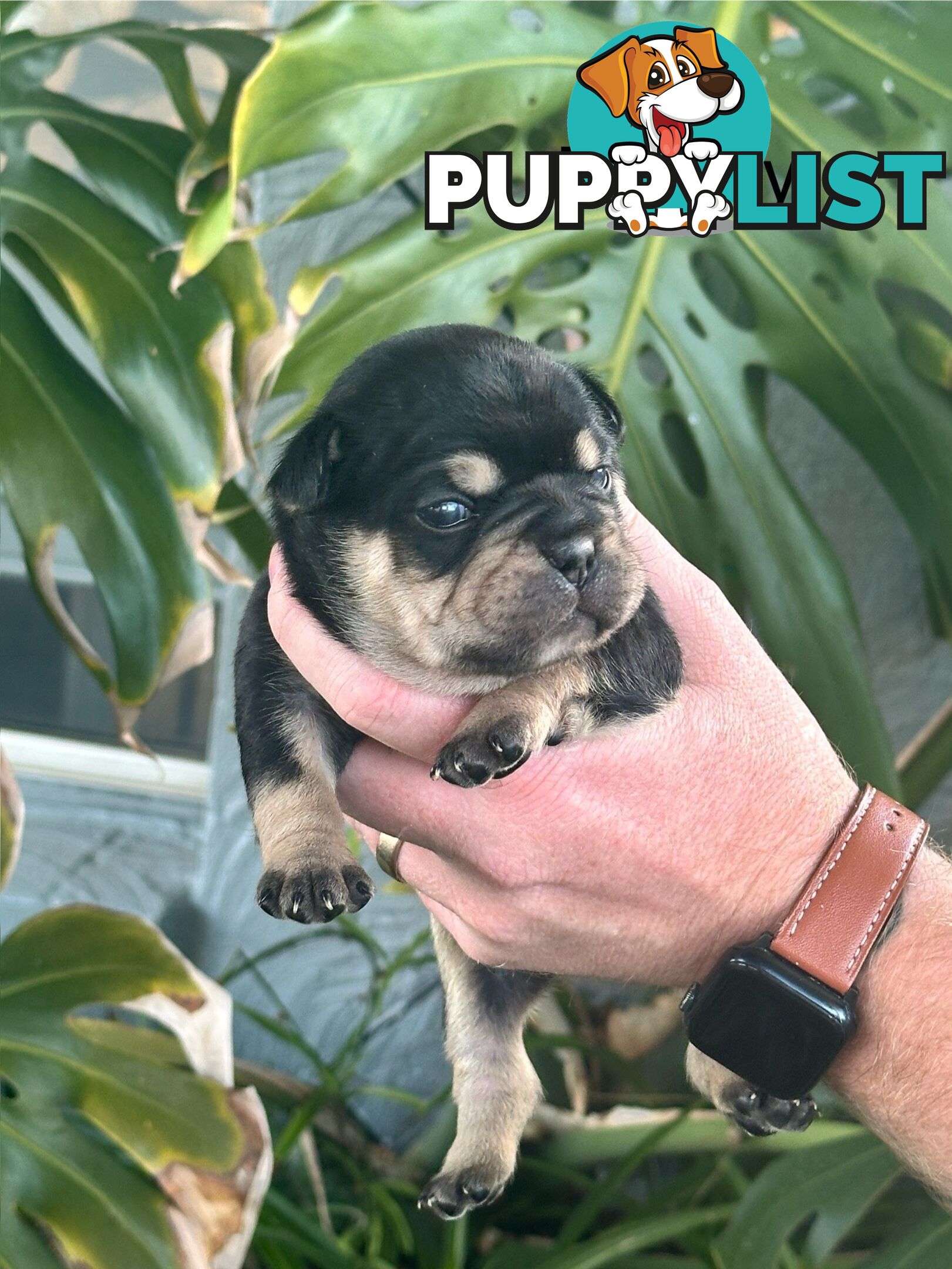 French Bulldog Puppies