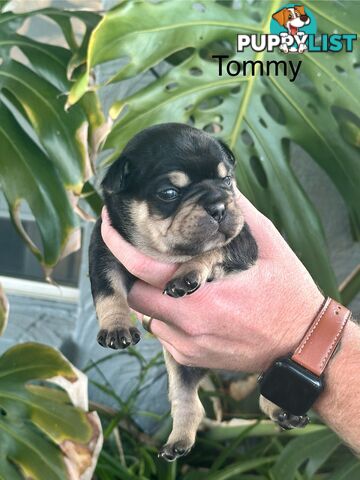 French Bulldog Puppies