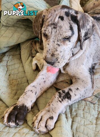 PUREBRED GREAT DANE PUPS - READY NOW