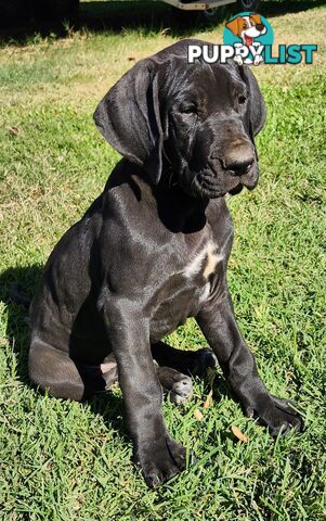 PUREBRED GREAT DANE PUPS - 3 LEFT