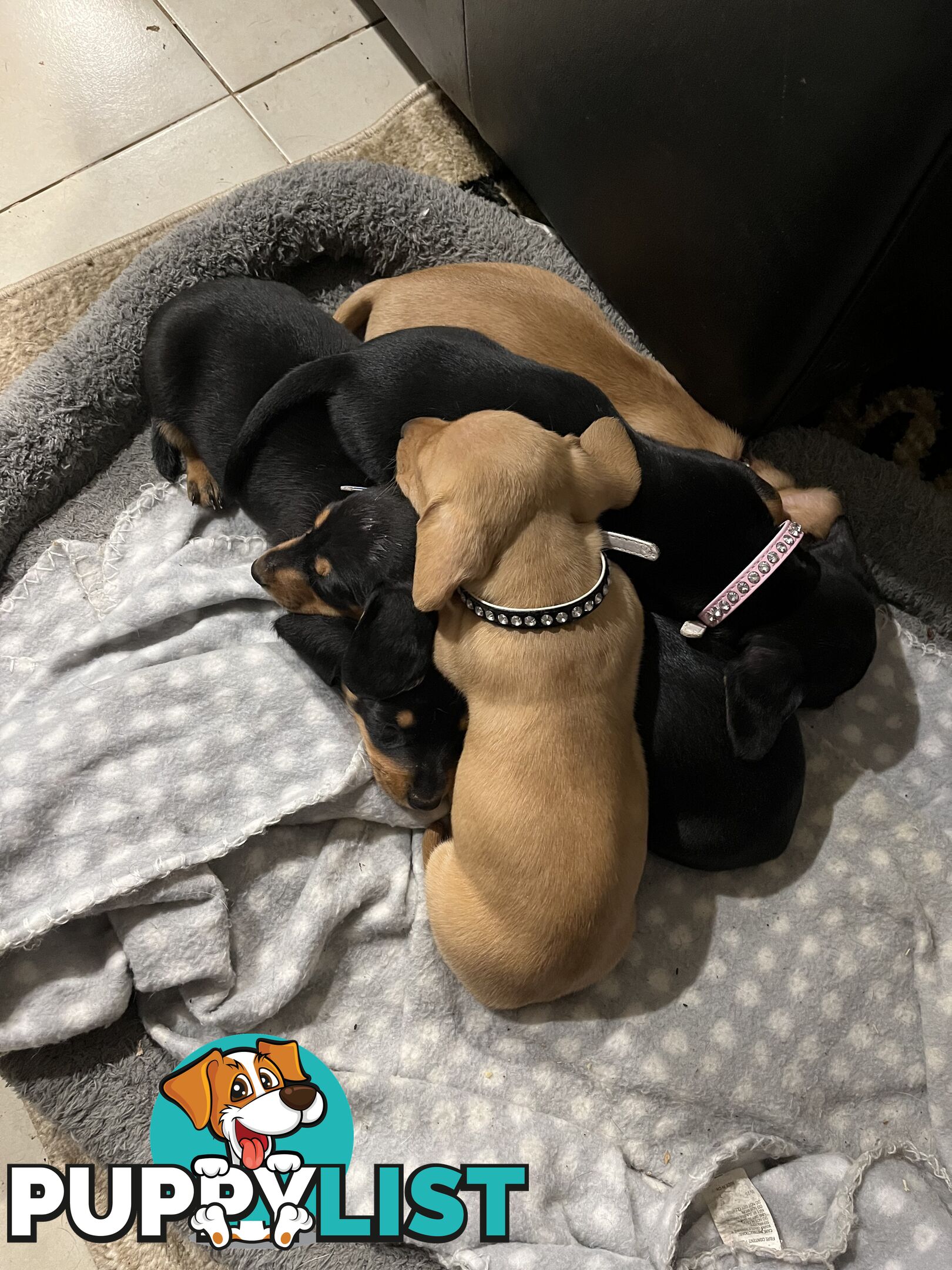 Mini dachshund puppies