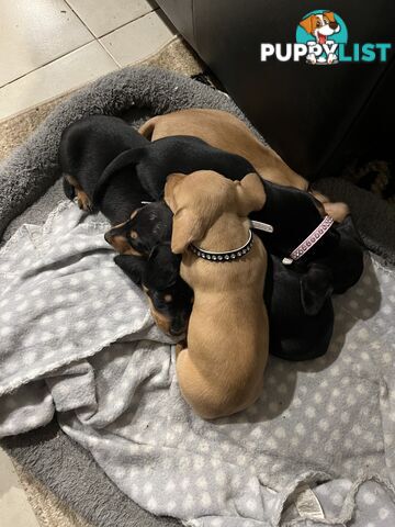 Mini dachshund puppies