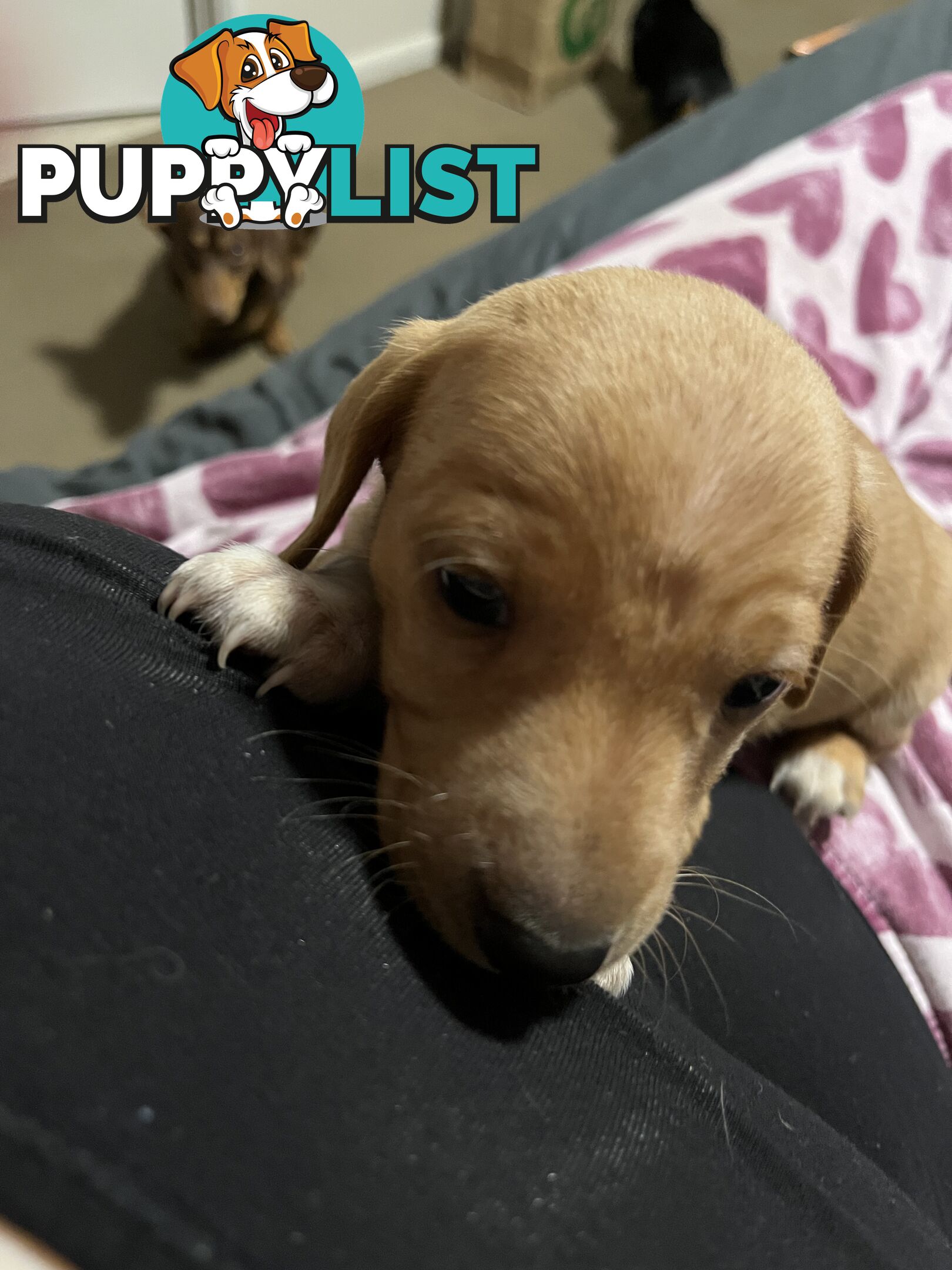 Mini dachshund puppies