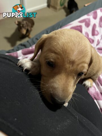 Mini dachshund puppies