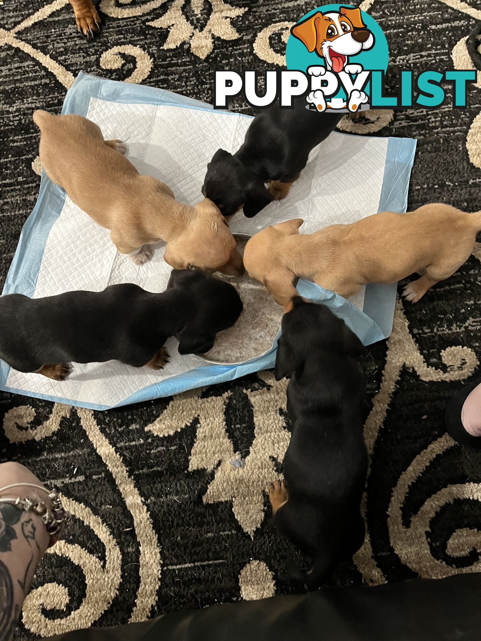 Mini dachshund puppies