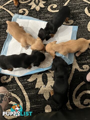 Mini dachshund puppies