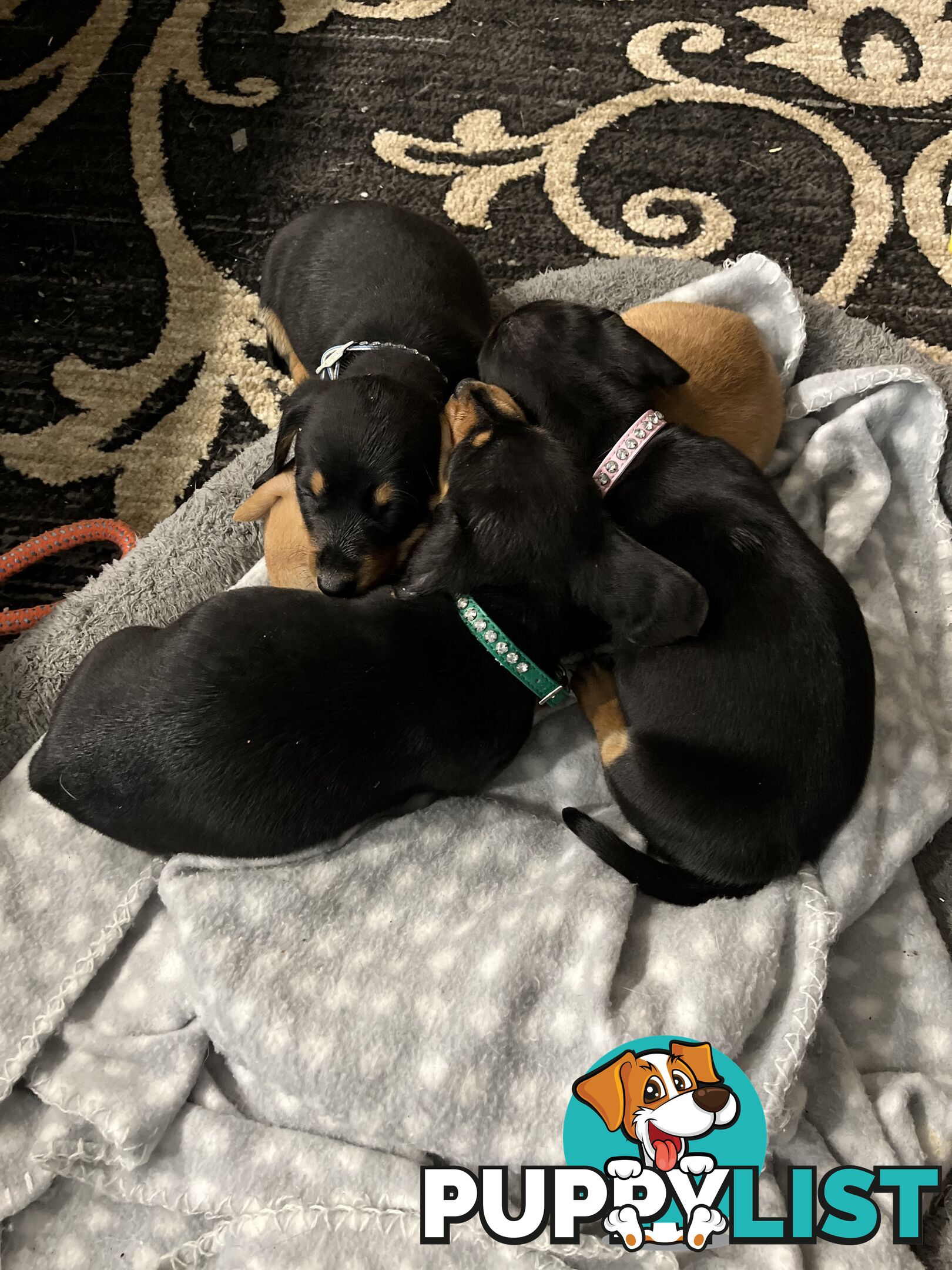 Mini dachshunds