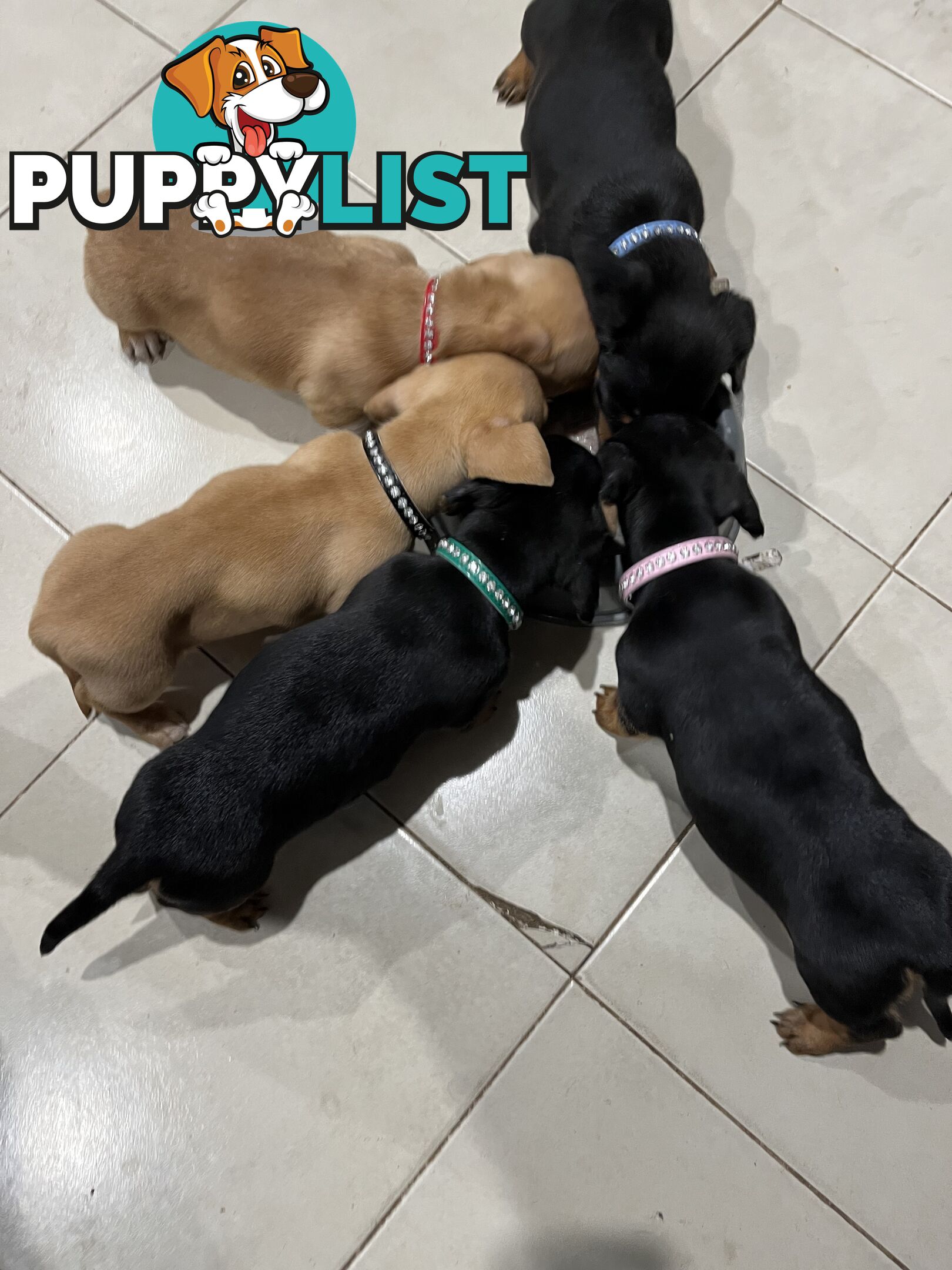 Mini dachshunds