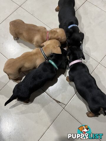 Mini dachshunds