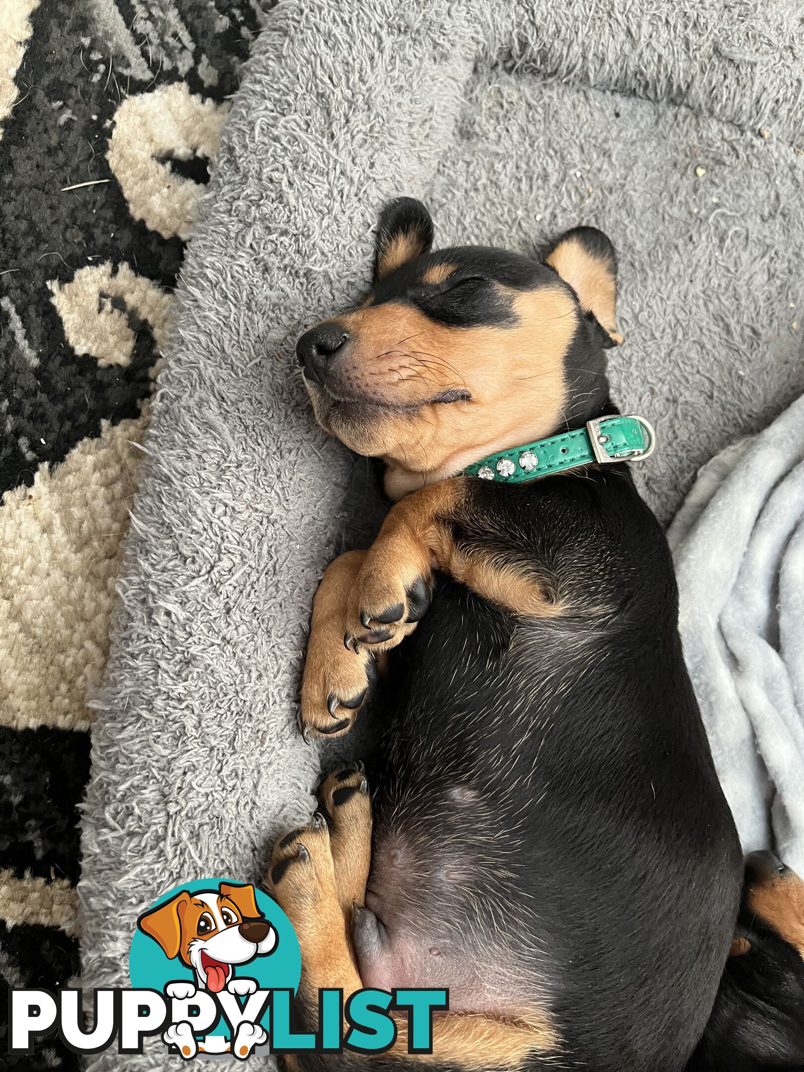 Mini dachshunds