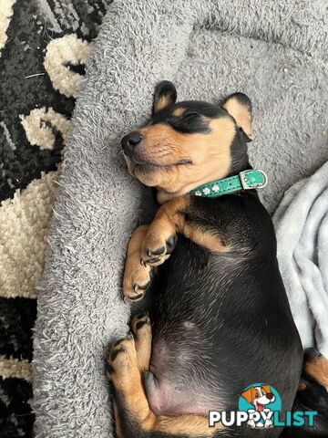 Mini dachshunds