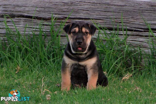 Colpei Puppies Shar Pei x Border Collie puppies