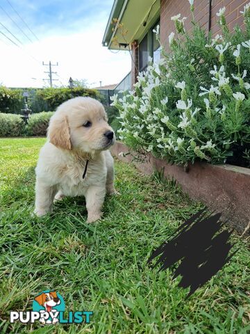 Golden retriever/Labrador