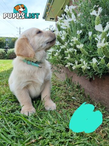 Golden retriever/Labrador