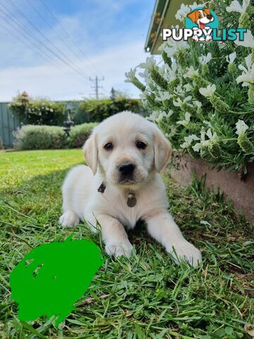 Golden retriever/Labrador