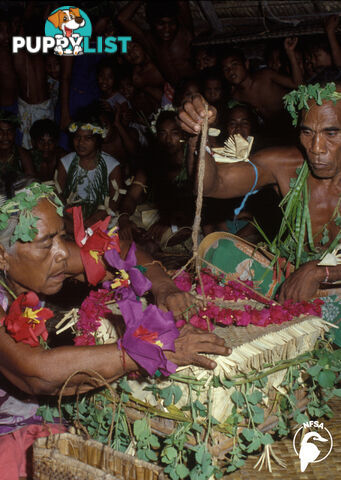 Solomon Islands: People of Niupani (1-Year Access)