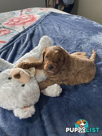 Cavoodle Puppies - Fully DNA cleared