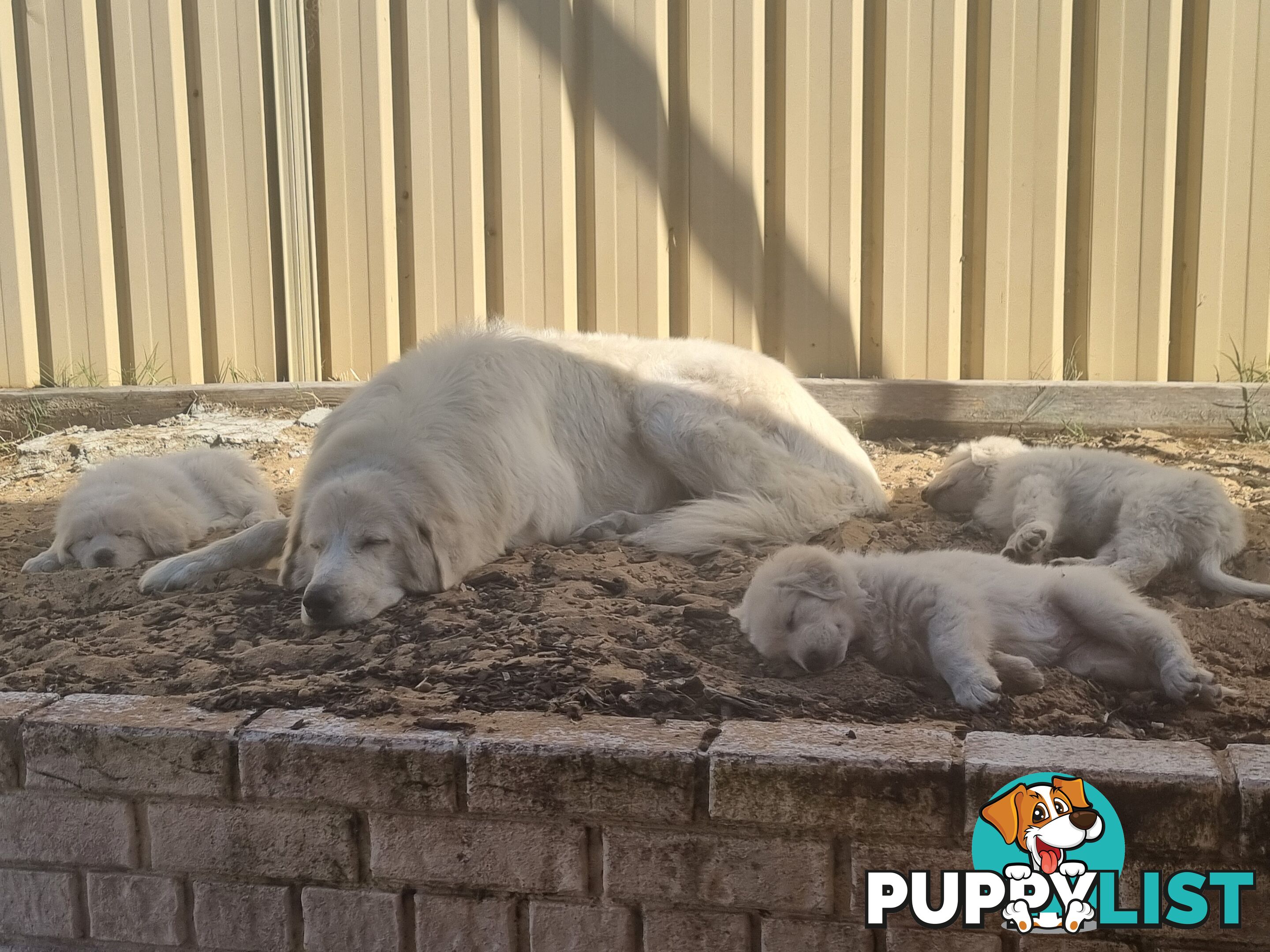 Purebred Maremma Puppies