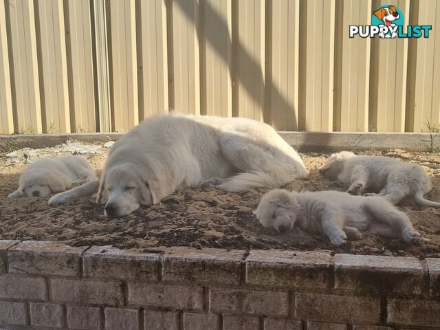 Purebred Maremma Puppies