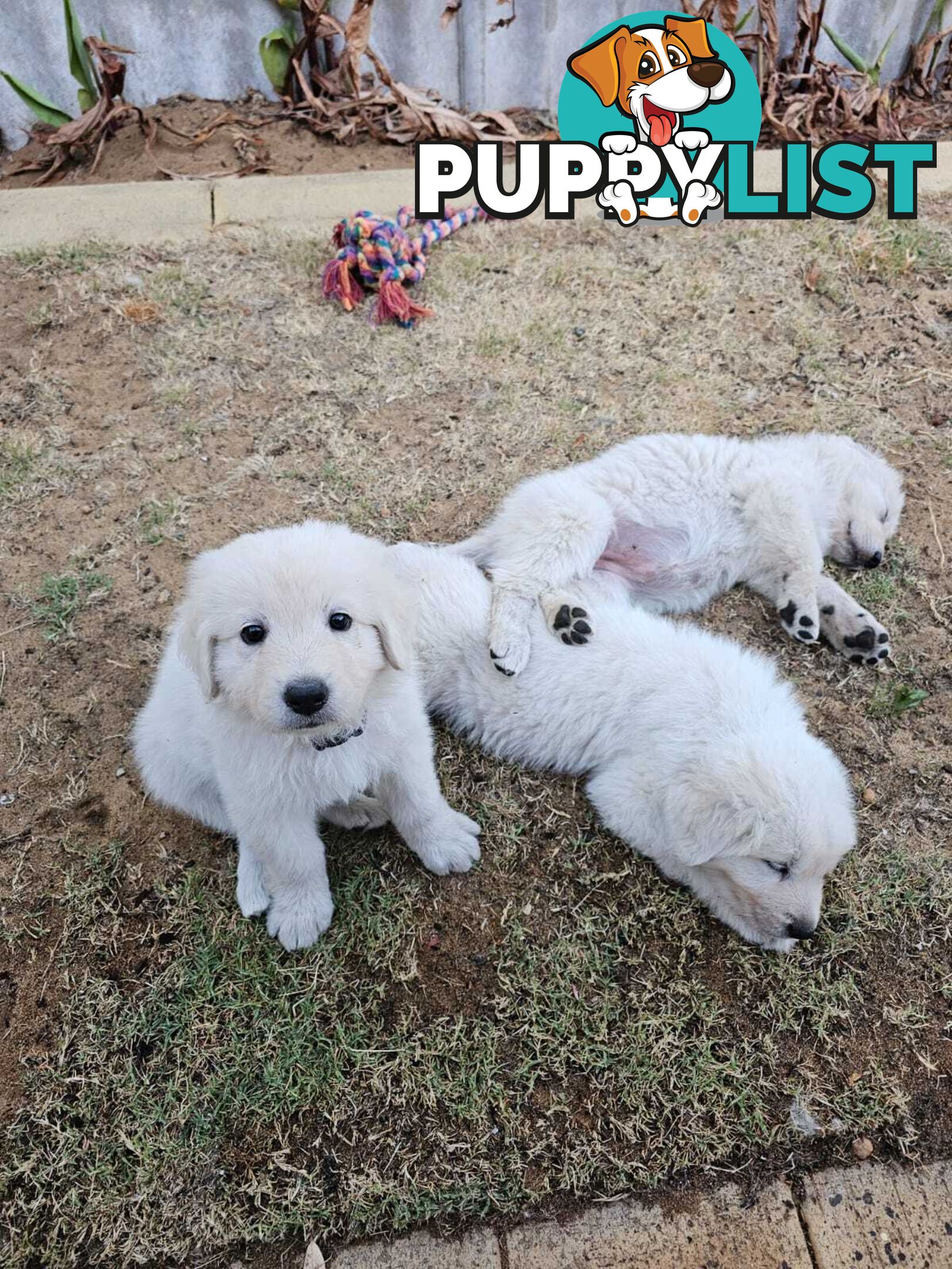 Purebred Maremma Puppies