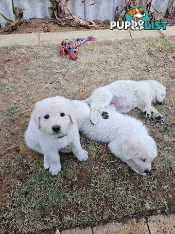 Purebred Maremma Puppies