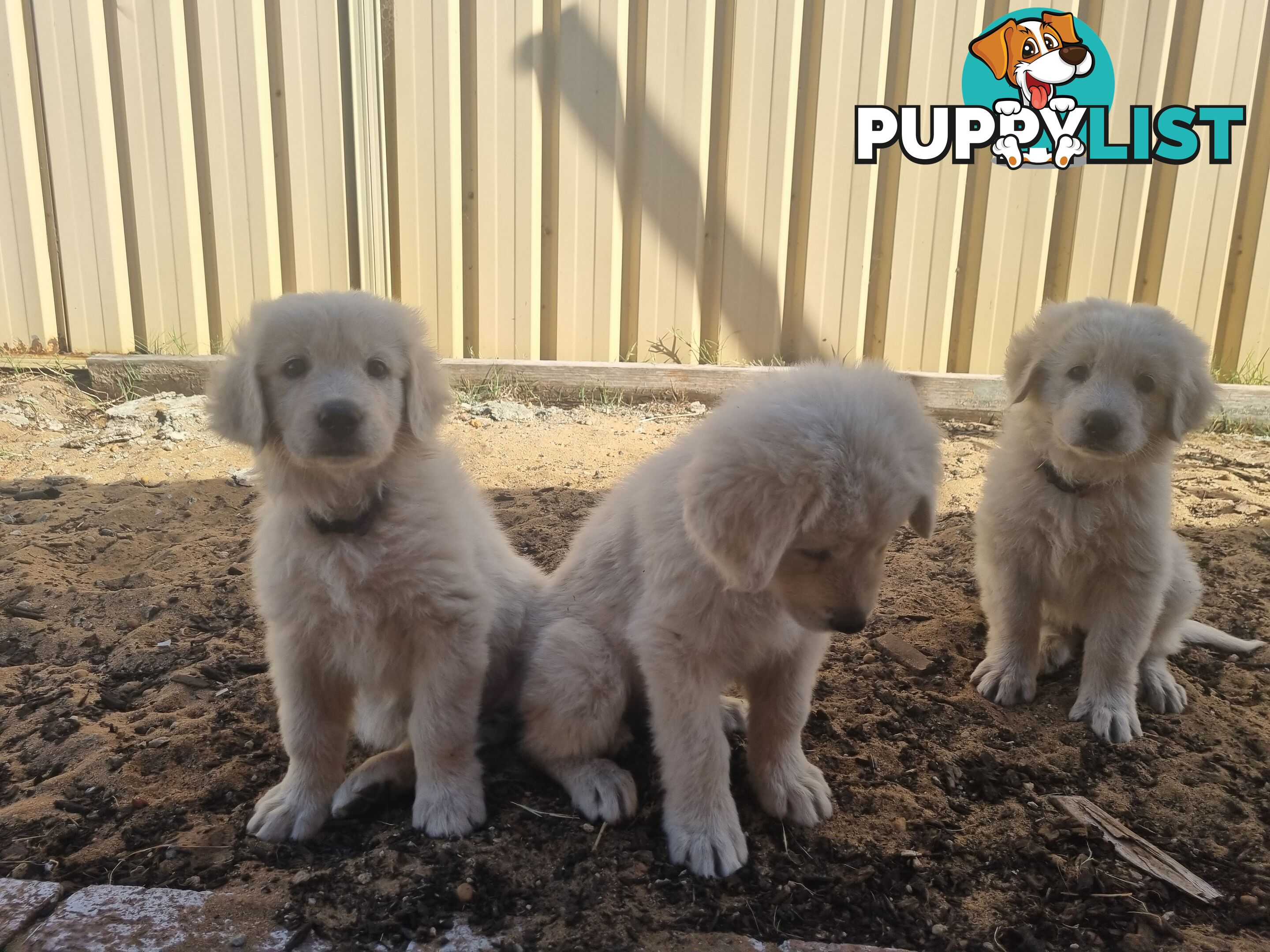 Purebred Maremma Puppies