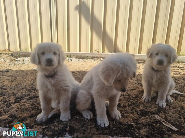 Purebred Maremma Puppies