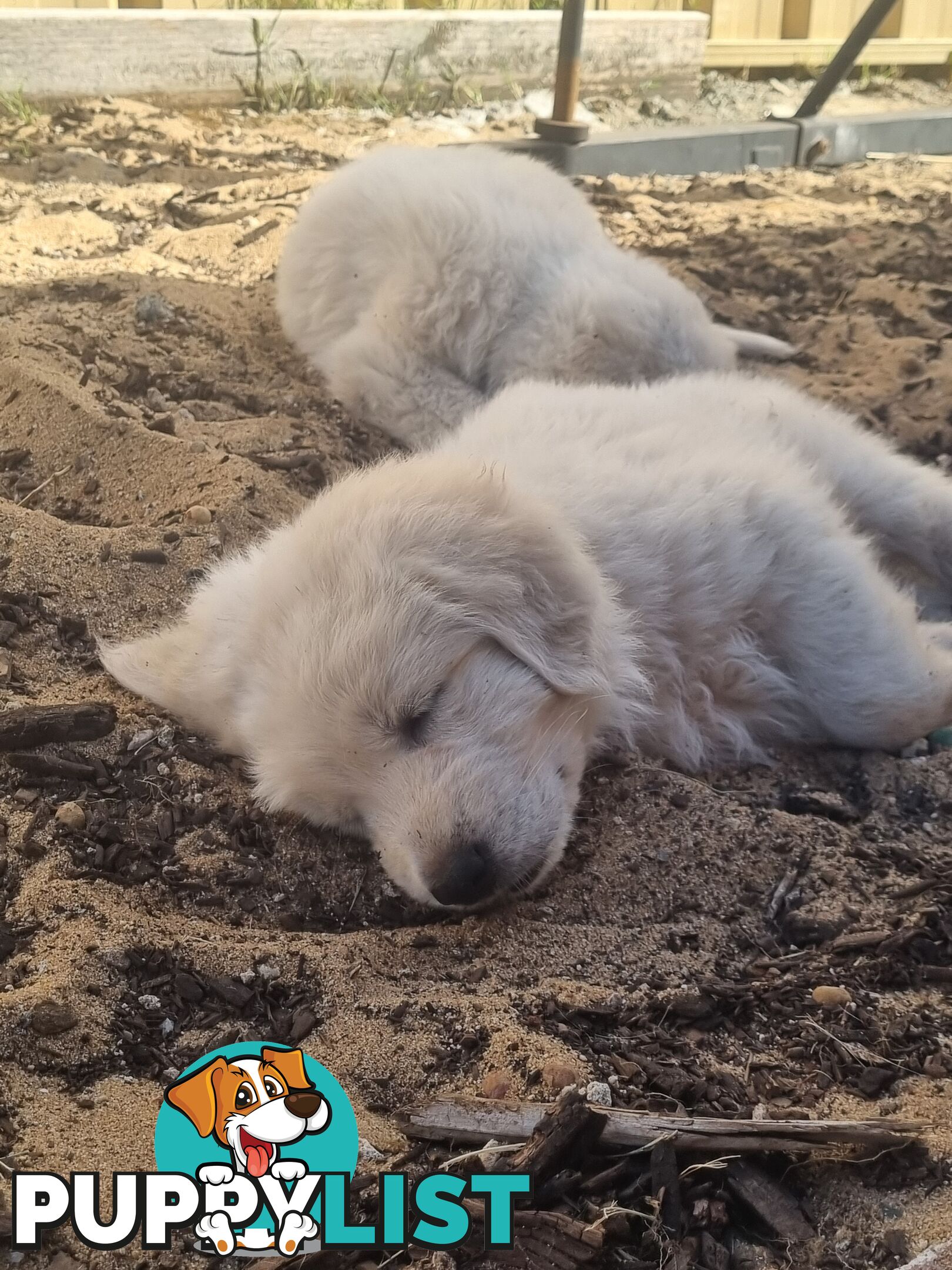 Purebred Maremma Puppies