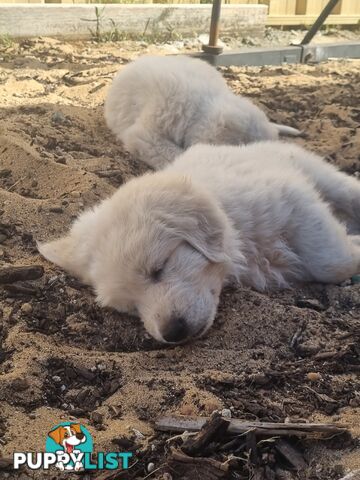 Purebred Maremma Puppies