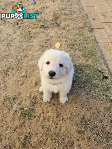 Purebred Maremma Puppies