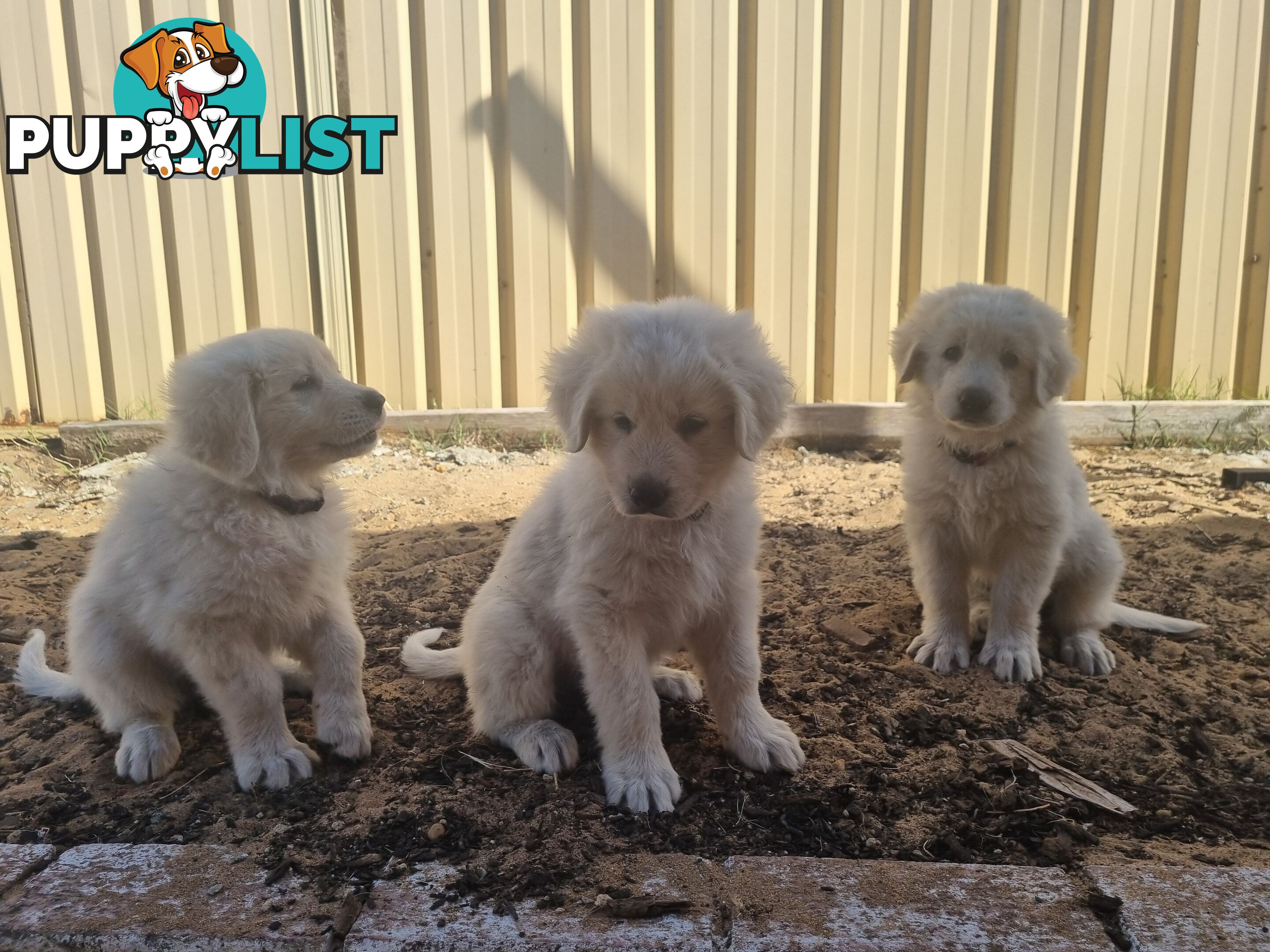 Purebred Maremma Puppies