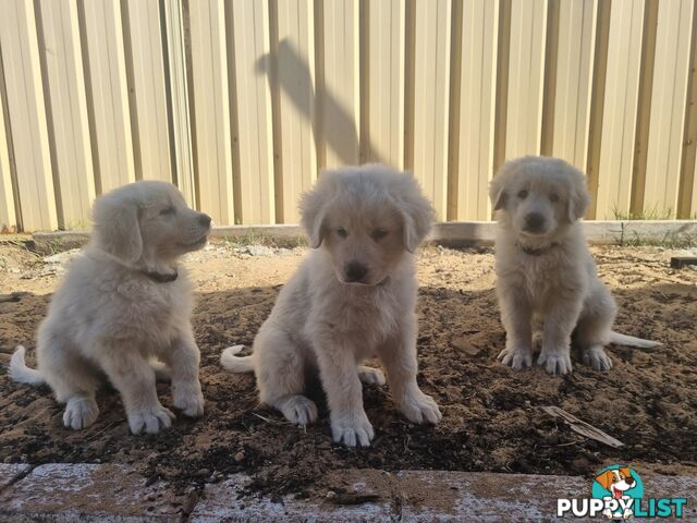 Purebred Maremma Puppies